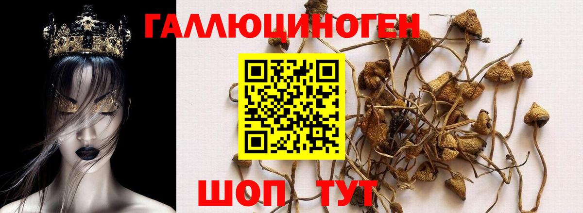 Псилоцибиновые грибы GOLDEN TEACHER Ачинск